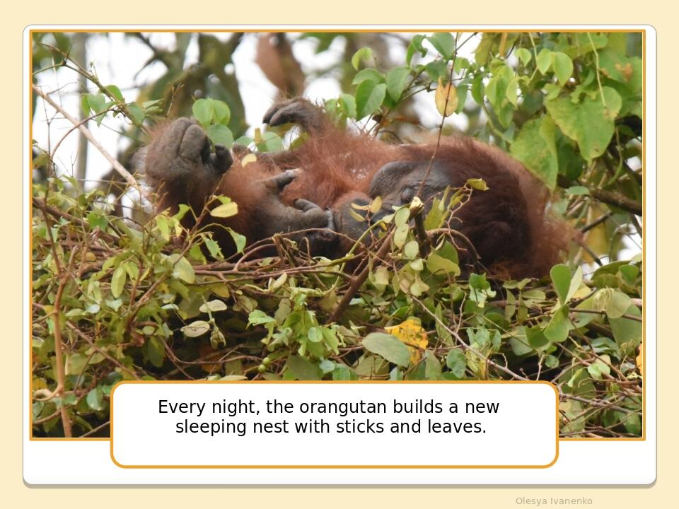 Olesya Ivanenko Every night, the orangutan builds a new sleeping nest with sticks and leaves.