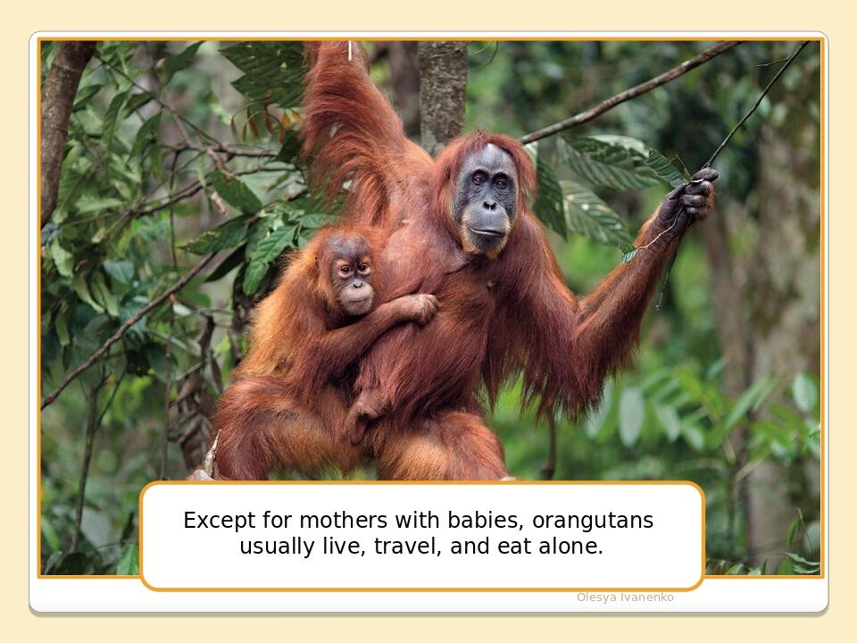 Olesya Ivanenko Except for mothers with babies, orangutans usually live, travel, and eat alone.