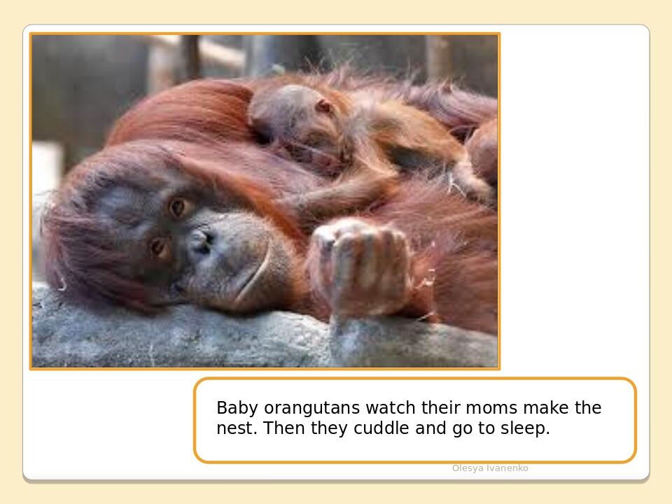 Olesya Ivanenko Baby orangutans watch their moms make the nest. Then they cuddle and go to sleep.