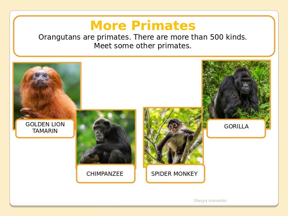 Olesya Ivanenko More Primates Orangutans are primates. There are more than 500 kinds. Meet some other primates. SPIDER MONKEY GOLDEN LION TAMARIN G...