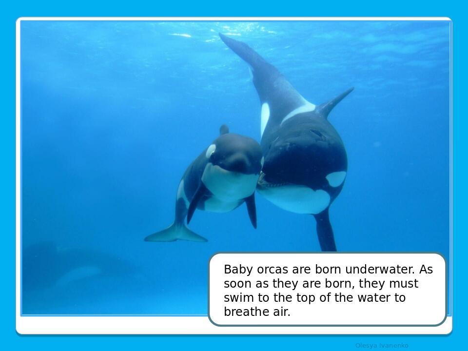 Olesya Ivanenko Baby orcas are born underwater. As soon as they are born, they must swim to the top of the water to breathe air.
