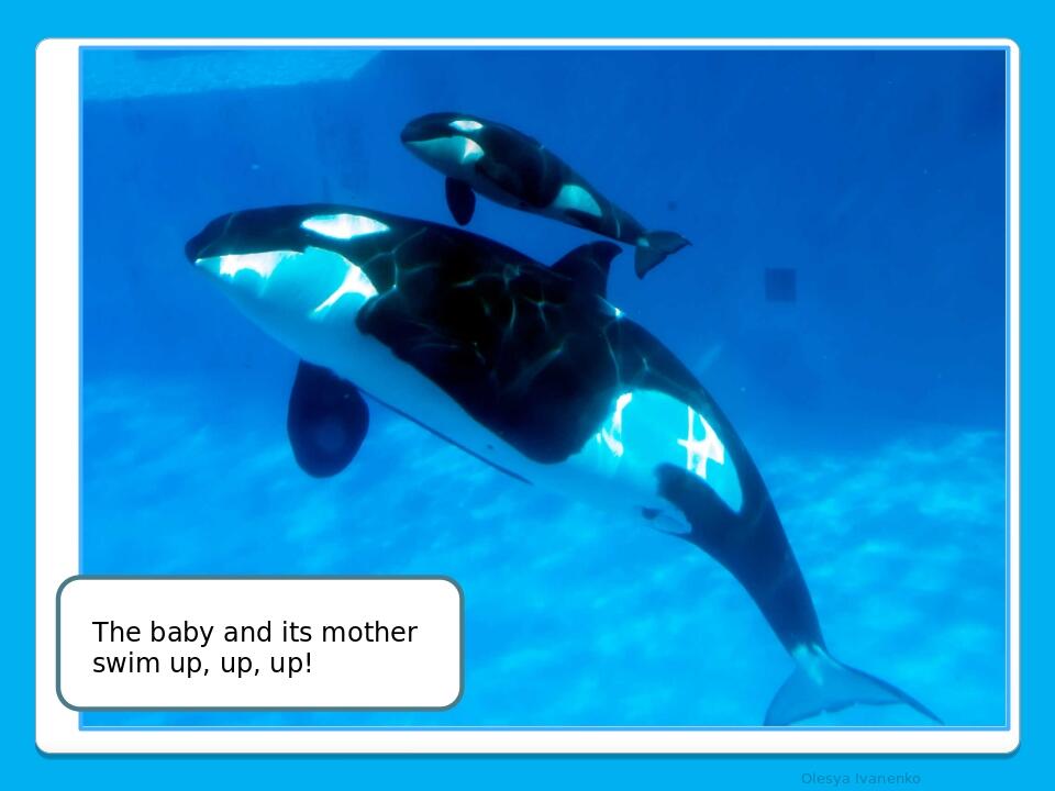     Olesya Ivanenko The baby and its mother swim up, up, up!