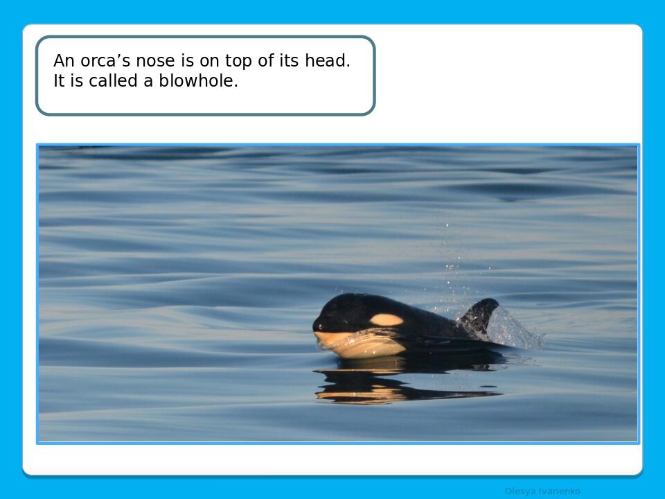 Olesya Ivanenko An orca’s nose is on top of its head. It is called a blowhole.