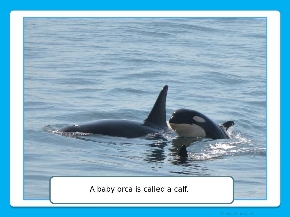 Olesya Ivanenko A baby orca is called a calf.
