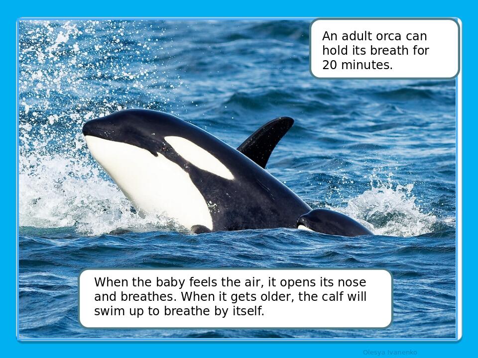 Olesya Ivanenko When the baby feels the air, it opens its nose and breathes. When it gets older, the calf will swim up to breathe by itself. An adu...