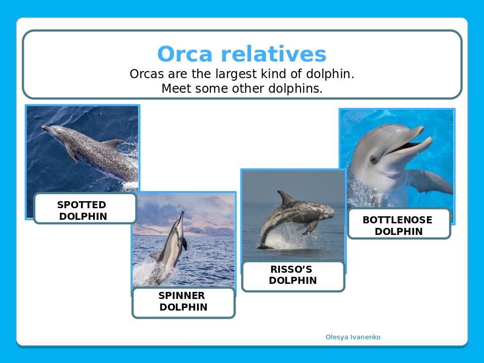 Olesya Ivanenko Orca relatives Orcas are the largest kind of dolphin. Meet some other dolphins. BOTTLENOSE DOLPHIN RISSO’S DOLPHIN SPOTTED DOLPHIN ...