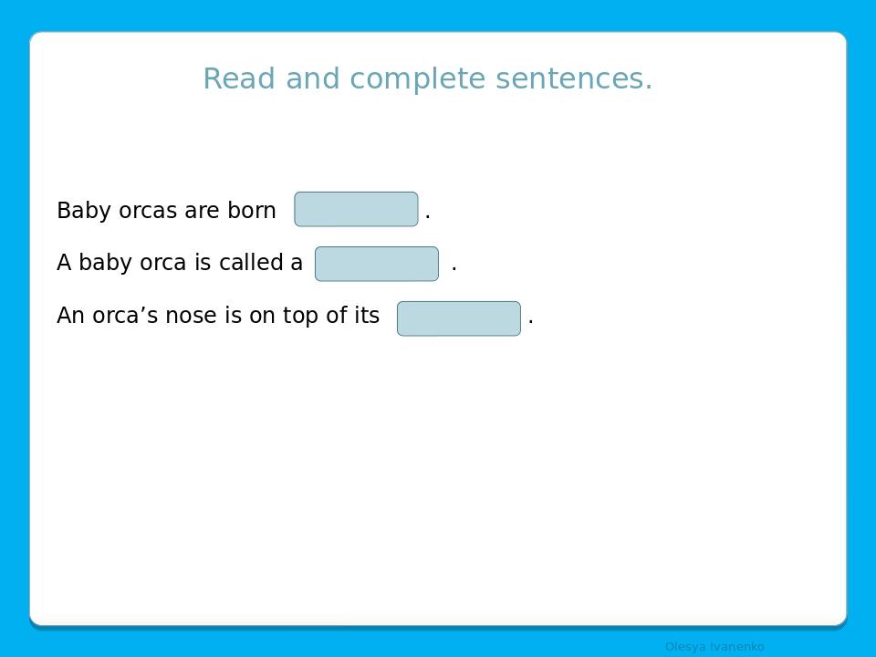 Read and complete sentences. Baby orcas are born . A baby orca is called a . An orca’s nose is on top of its . Olesya Ivanenko