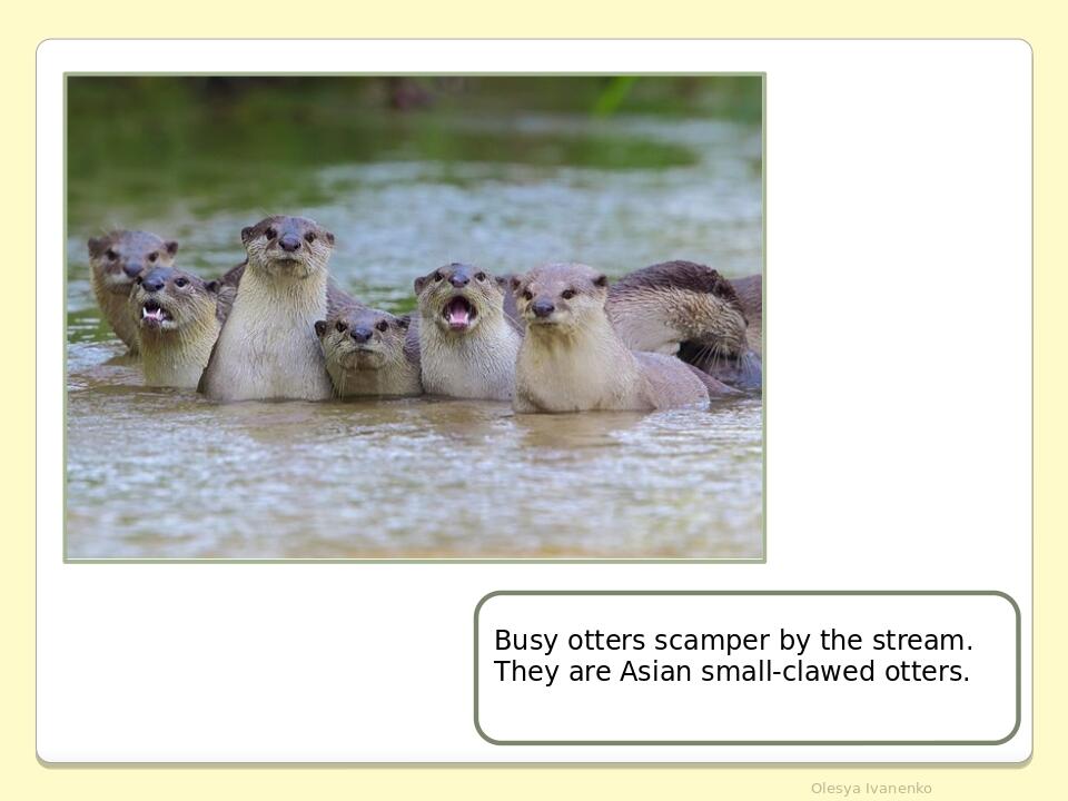 Olesya Ivanenko Busy otters scamper by the stream. They are Asian small-clawed otters.