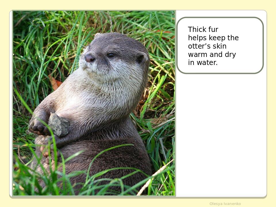     Olesya Ivanenko Thick fur helps keep the otter’s skin warm and dry in water.