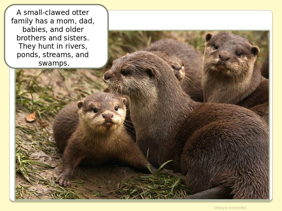 Olesya Ivanenko A small-clawed otter family has a mom, dad, babies, and older brothers and sisters. They hunt in rivers, ponds, streams, and swamps.