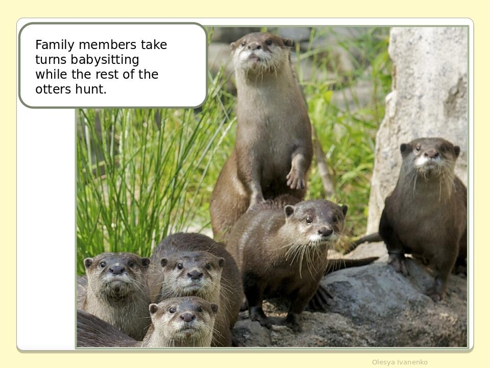 Olesya Ivanenko Family members take turns babysitting while the rest of the otters hunt.