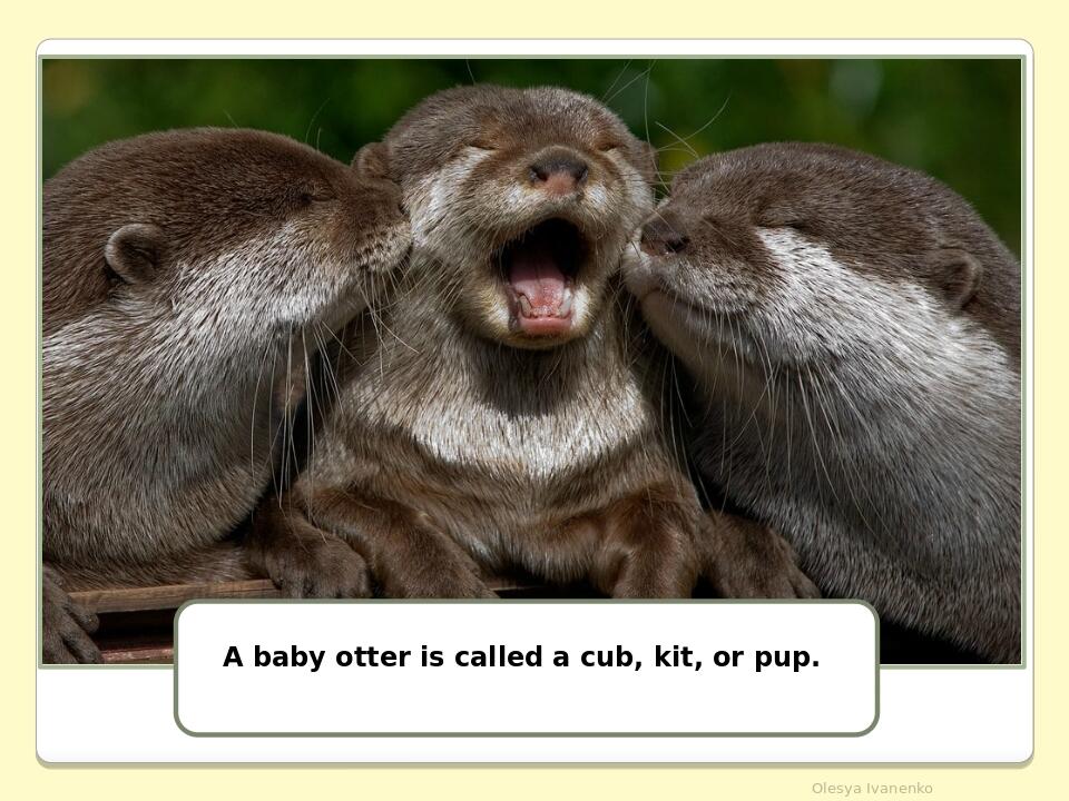 Olesya Ivanenko A baby otter is called a cub, kit, or pup.