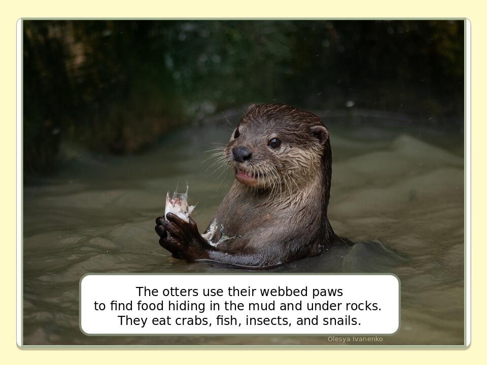 Olesya Ivanenko The otters use their webbed paws to find food hiding in the mud and under rocks. They eat crabs, fish, insects, and snails.