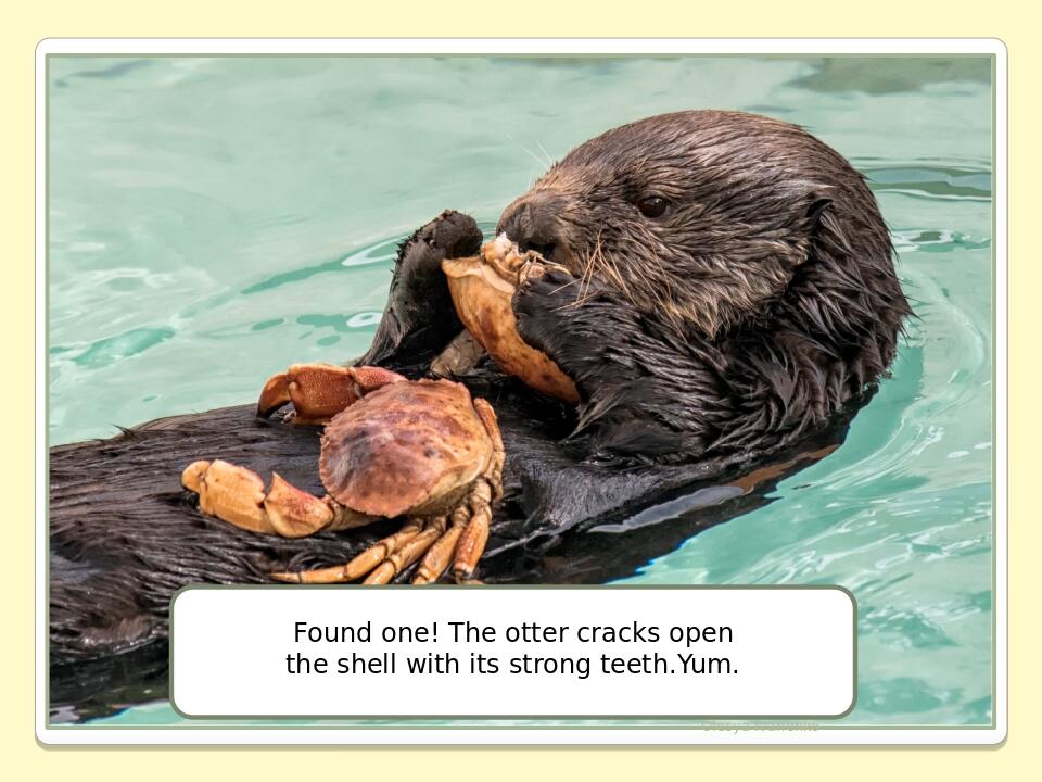 Olesya Ivanenko Found one! The otter cracks open the shell with its strong teeth.Yum.