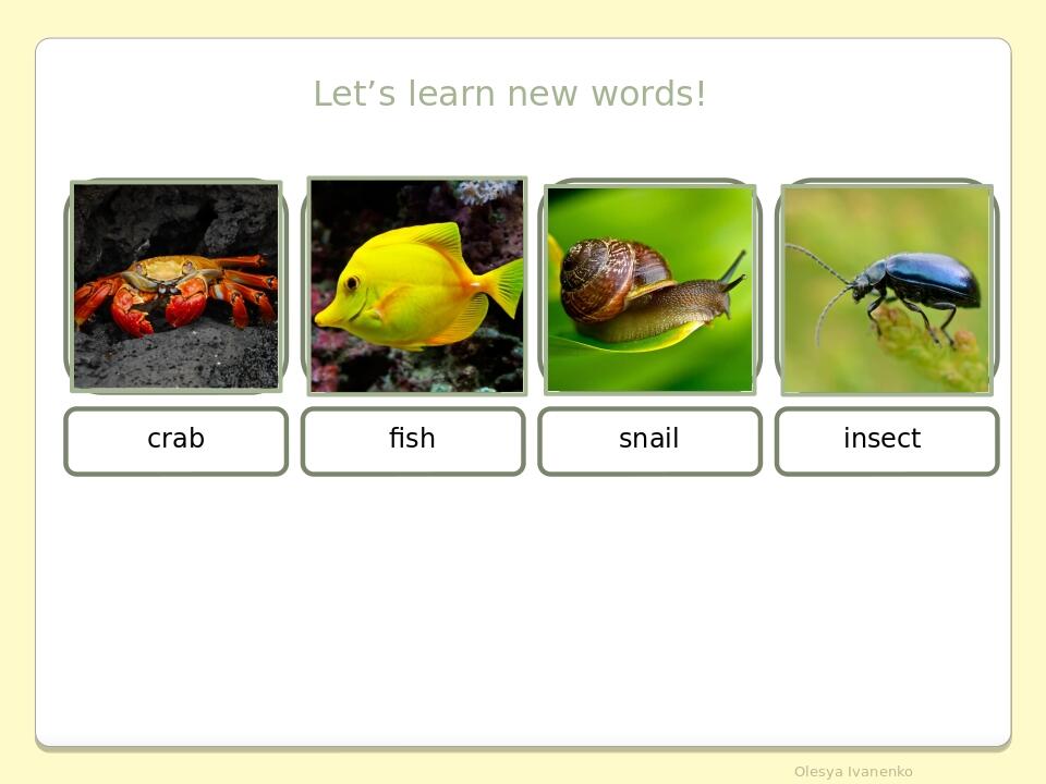 Let’s learn new words! crab fish snail insect Olesya Ivanenko