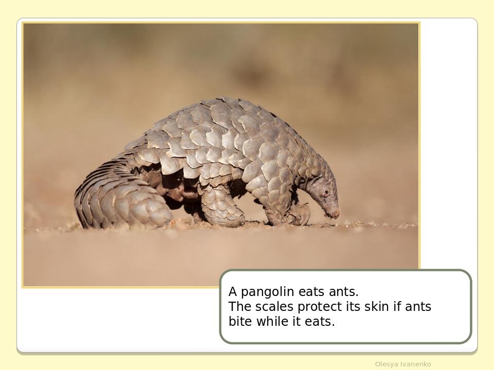 Olesya Ivanenko A pangolin eats ants. The scales protect its skin if ants bite while it eats.