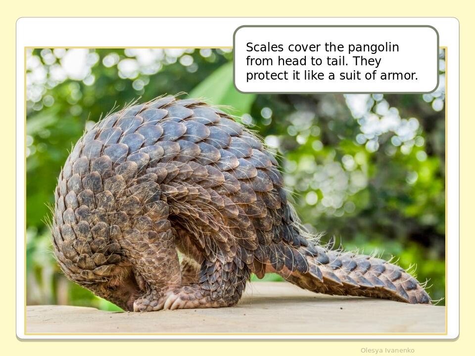     Olesya Ivanenko Scales cover the pangolin from head to tail. They protect it like a suit of armor.