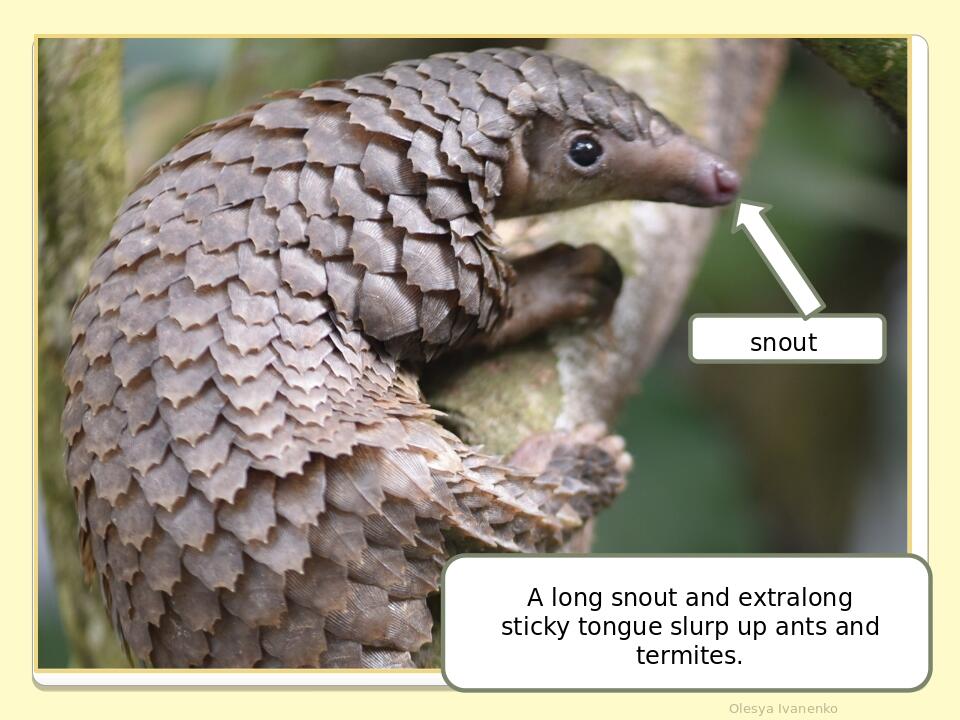 Olesya Ivanenko A long snout and extralong sticky tongue slurp up ants and termites. snout