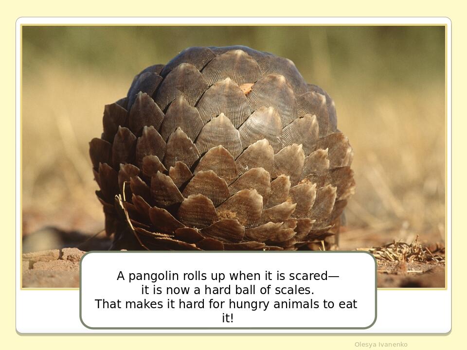 Olesya Ivanenko A pangolin rolls up when it is scared— it is now a hard ball of scales. That makes it hard for hungry animals to eat it!