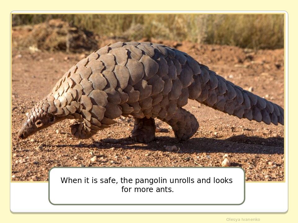 Olesya Ivanenko When it is safe, the pangolin unrolls and looks for more ants.