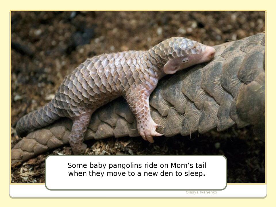 Olesya Ivanenko Some baby pangolins ride on Mom’s tail when they move to a new den to sleep.