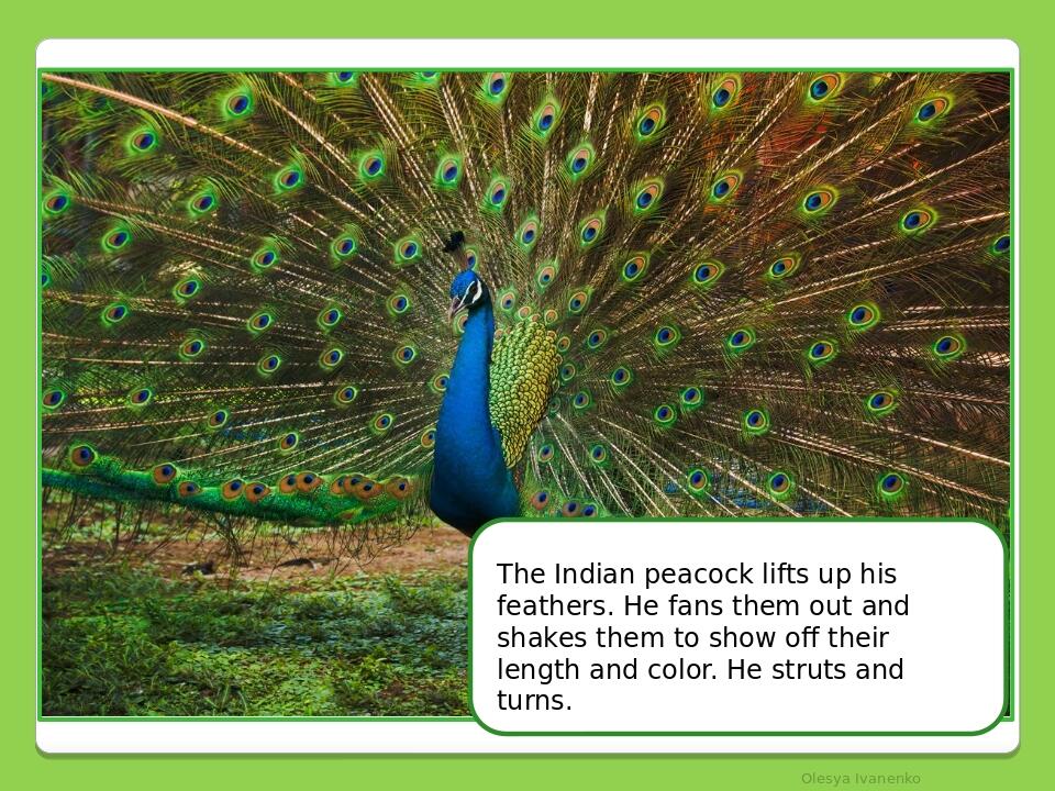 Olesya Ivanenko The Indian peacock lifts up his feathers. He fans them out and shakes them to show off their length and color. He struts and turns.
