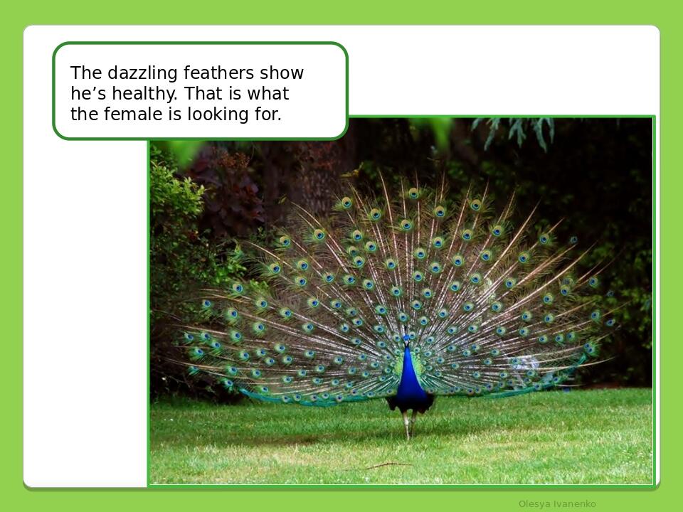     Olesya Ivanenko The dazzling feathers show he’s healthy. That is what the female is looking for.