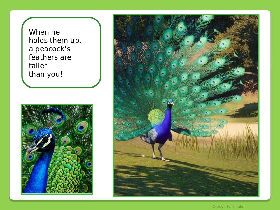 Olesya Ivanenko When he holds them up, a peacock’s feathers are taller than you!