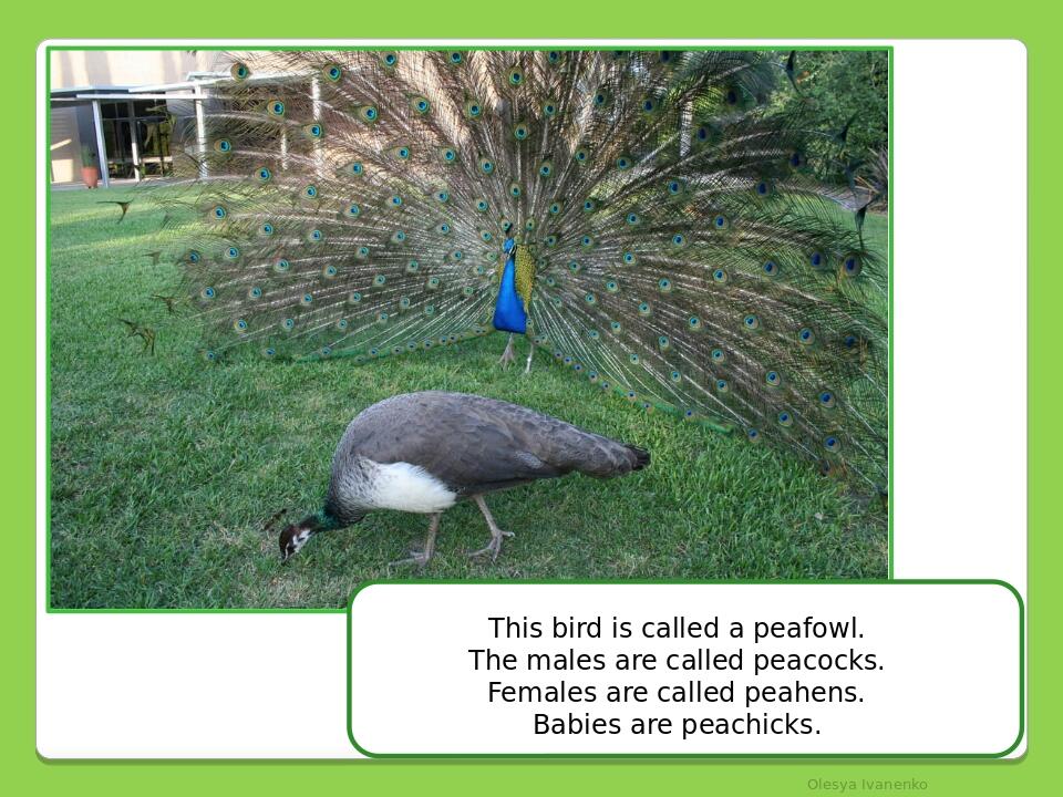 Olesya Ivanenko This bird is called a peafowl. The males are called peacocks. Females are called peahens. Babies are peachicks.