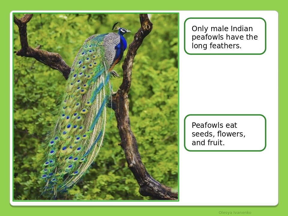 Olesya Ivanenko Only male Indian peafowls have the long feathers. Peafowls eat seeds, flowers, and fruit.