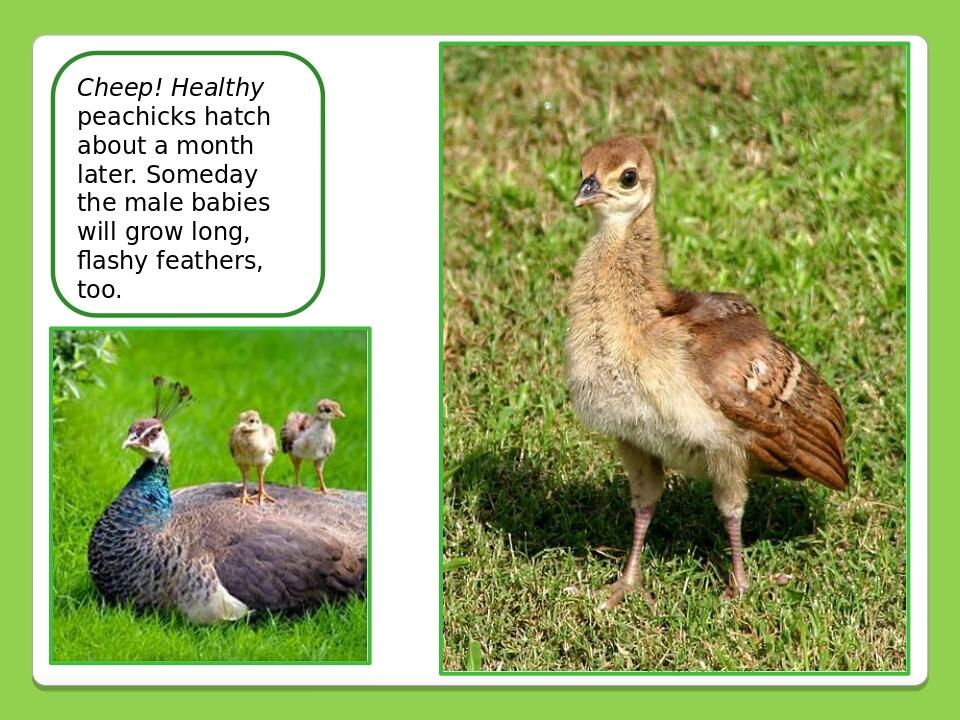 Olesya Ivanenko Cheep! Healthy peachicks hatch about a month later. Someday the male babies will grow long, flashy feathers, too.