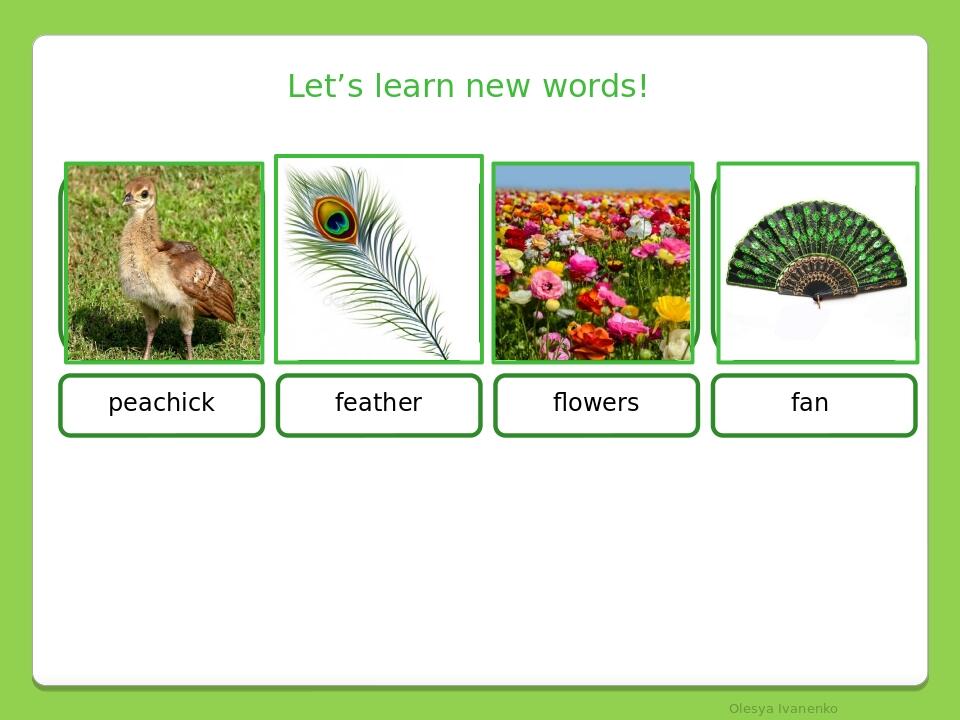 Let’s learn new words! peachick feather flowers fan Olesya Ivanenko
