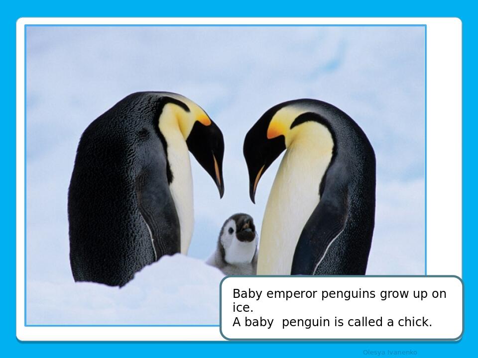 Olesya Ivanenko Baby emperor penguins grow up on ice. A baby penguin is called a chick.
