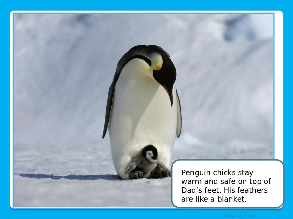     Olesya Ivanenko Penguin chicks stay warm and safe on top of Dad’s feet. His feathers are like a blanket.