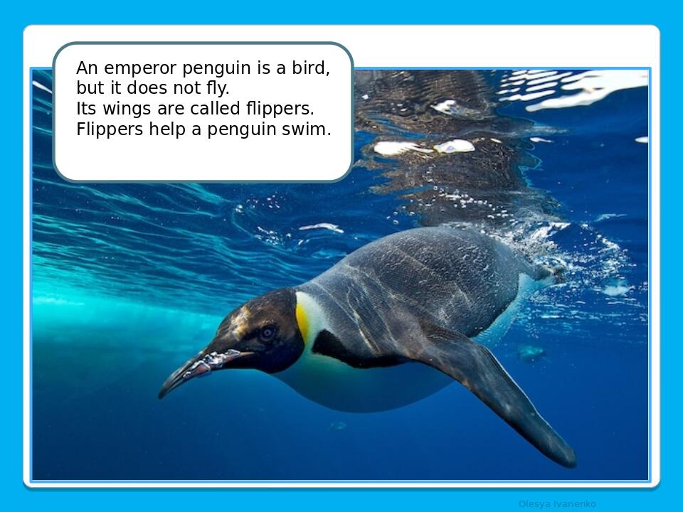 Olesya Ivanenko An emperor penguin is a bird, but it does not fly. Its wings are called flippers. Flippers help a penguin swim.
