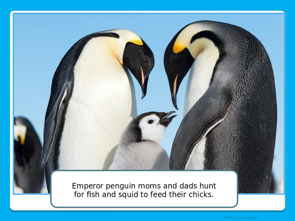 Olesya Ivanenko Emperor penguin moms and dads hunt for fish and squid to feed their chicks.