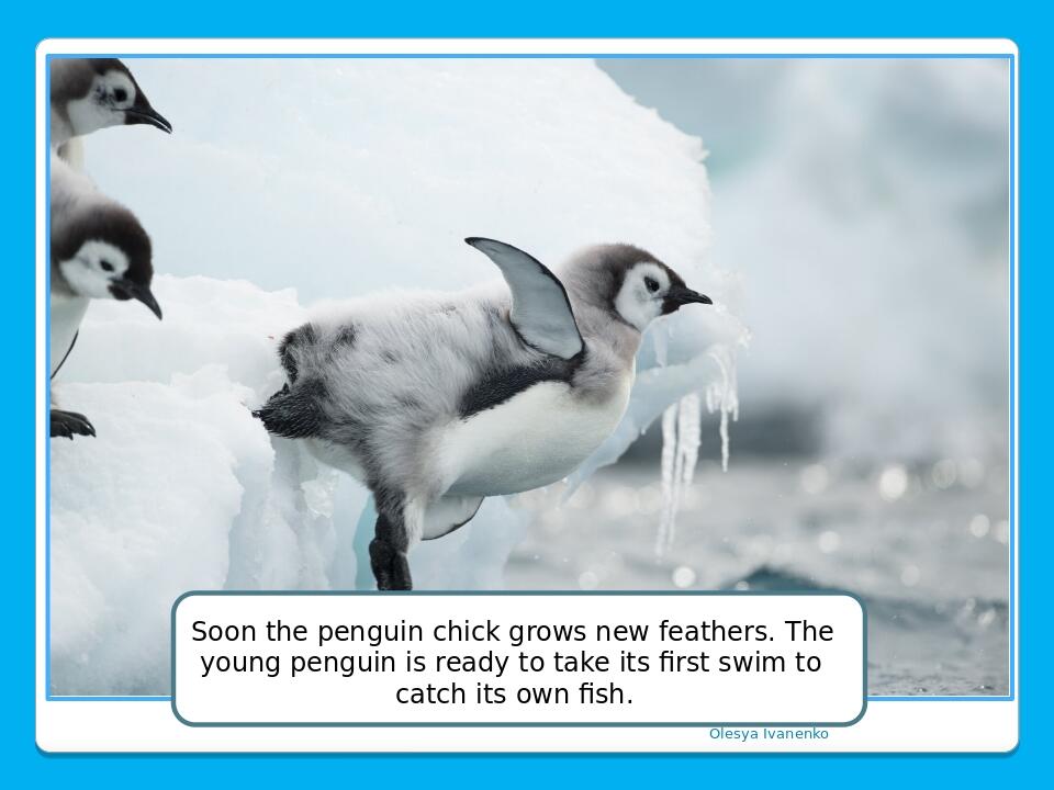 Olesya Ivanenko Soon the penguin chick grows new feathers. The young penguin is ready to take its first swim to catch its own fish.