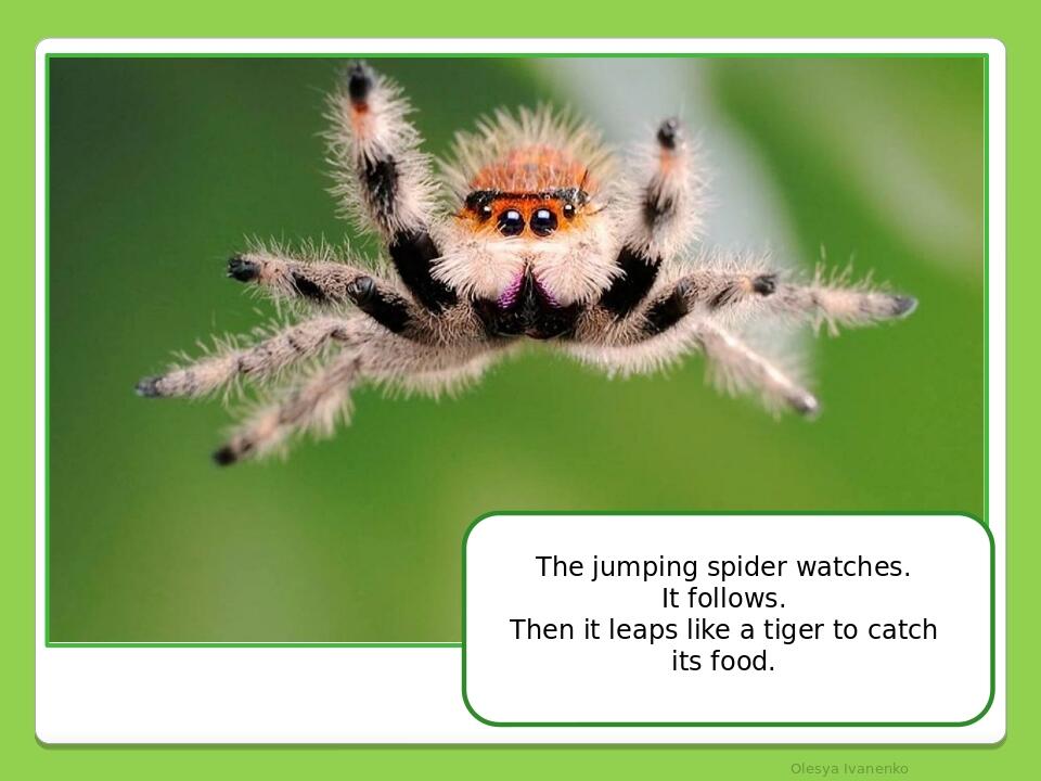 Olesya Ivanenko The jumping spider watches. It follows. Then it leaps like a tiger to catch its food.