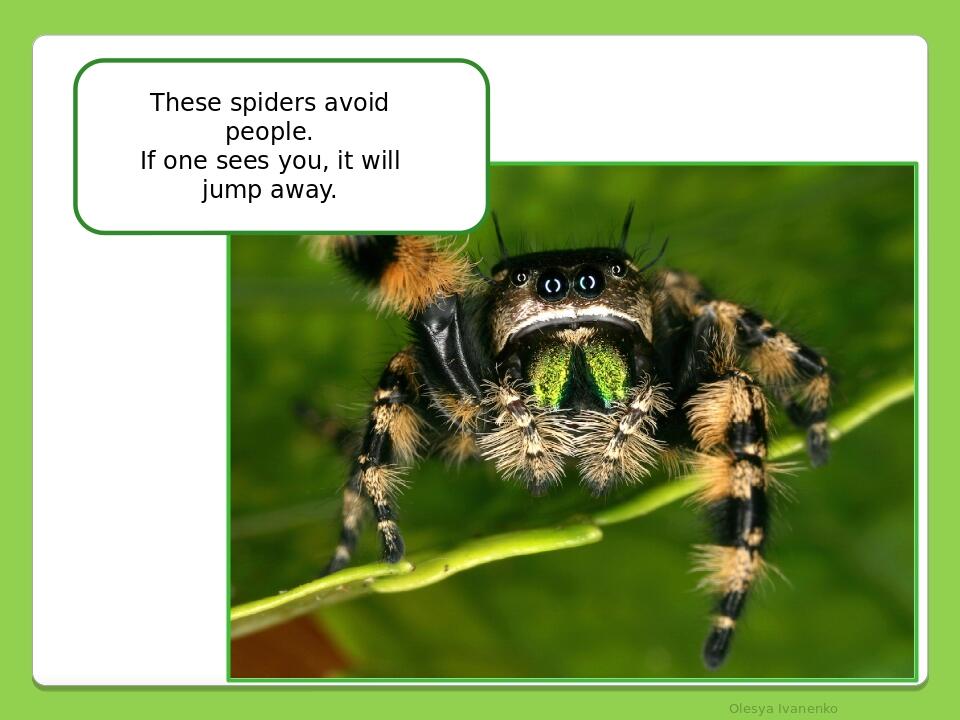     Olesya Ivanenko These spiders avoid people. If one sees you, it will jump away.