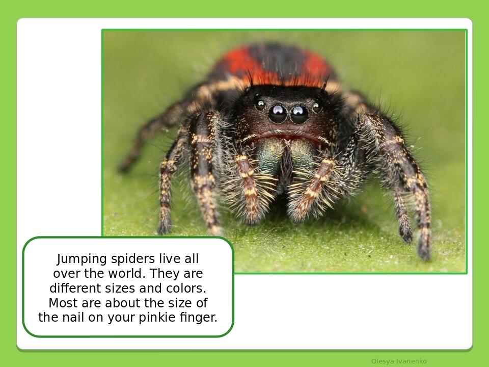 Olesya Ivanenko Jumping spiders live all over the world. They are different sizes and colors. Most are about the size of the nail on your pinkie fi...