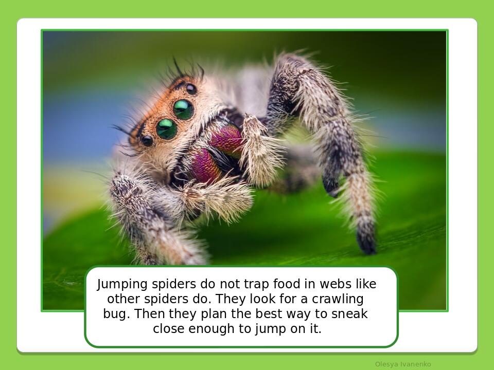 Olesya Ivanenko Jumping spiders do not trap food in webs like other spiders do. They look for a crawling bug. Then they plan the best way to sneak ...