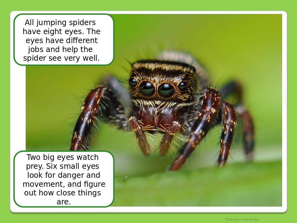 Olesya Ivanenko All jumping spiders have eight eyes. The eyes have different jobs and help the spider see very well. Two big eyes watch prey. Six s...