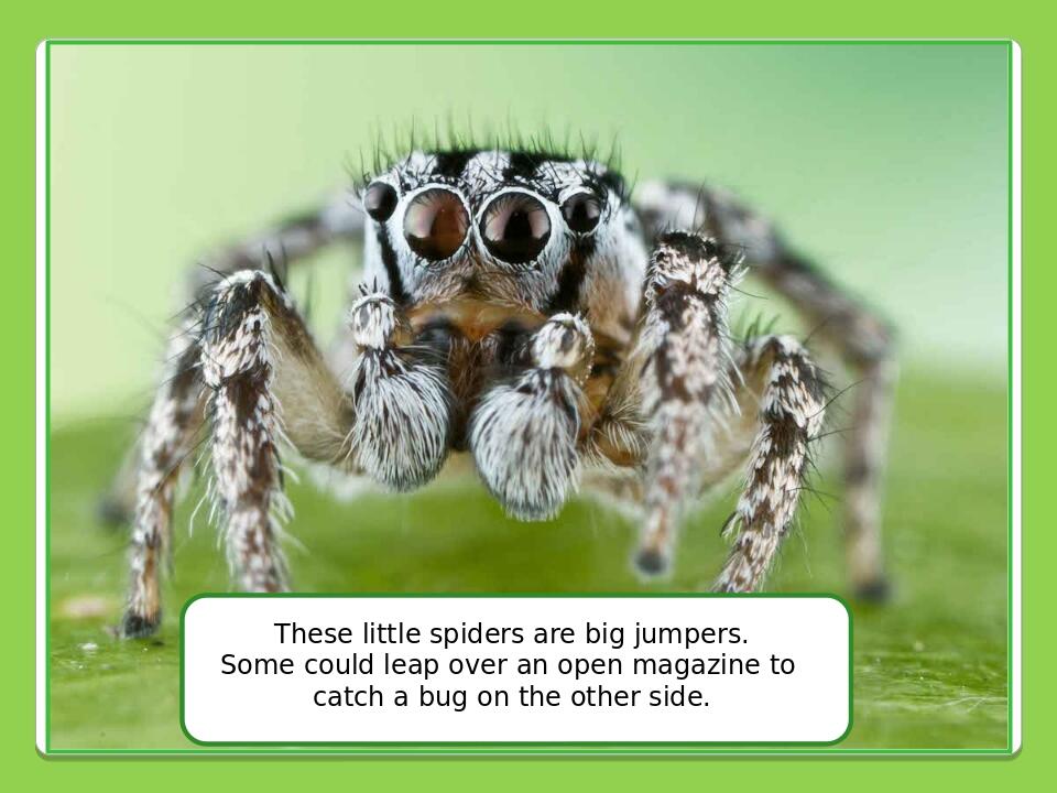Olesya Ivanenko These little spiders are big jumpers. Some could leap over an open magazine to catch a bug on the other side.