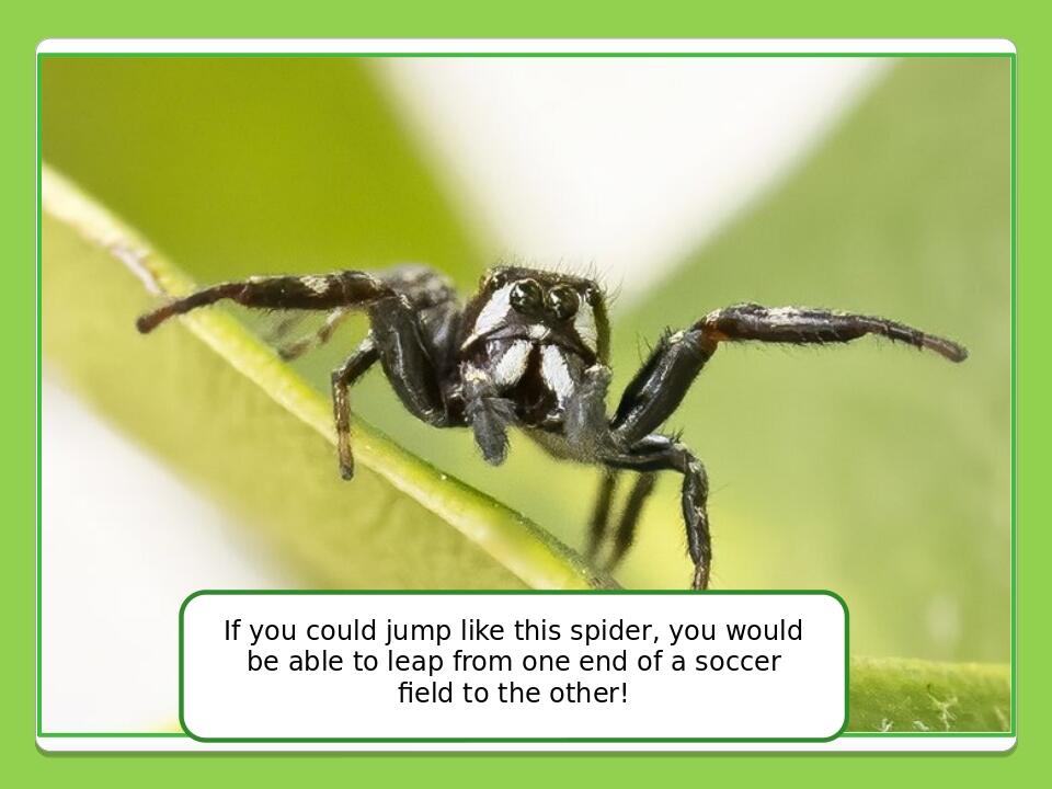 Olesya Ivanenko If you could jump like this spider, you would be able to leap from one end of a soccer field to the other!