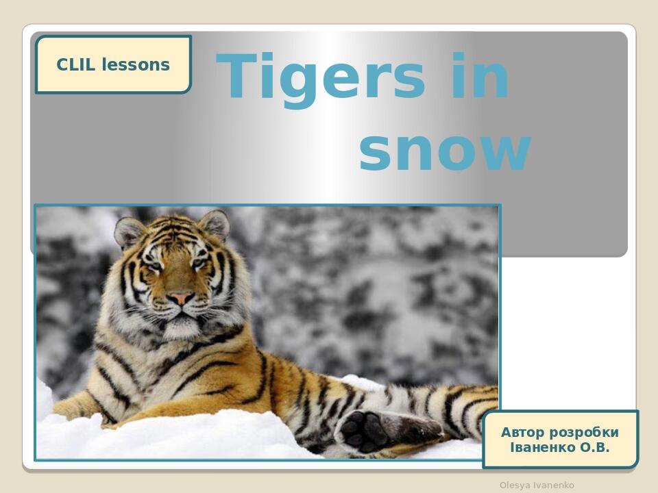 Tigers in snow Olesya Ivanenko CLIL lessons Автор розробки Іваненко О.В.