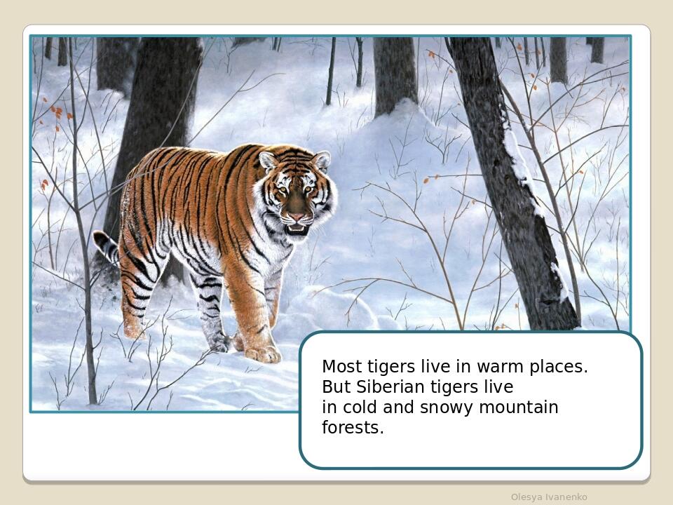 Most tigers live in warm places. But Siberian tigers live in cold and snowy mountain forests. Olesya Ivanenko Most tigers live in warm places. But ...