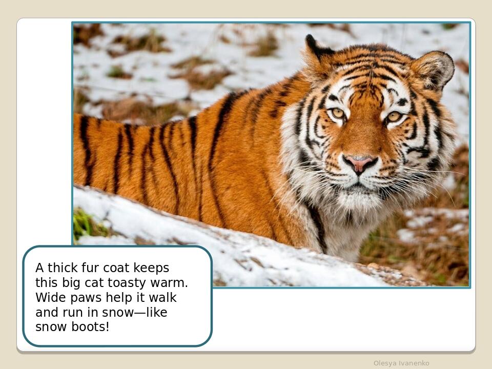     Olesya Ivanenko A thick fur coat keeps this big cat toasty warm. Wide paws help it walk and run in snow—like snow boots!