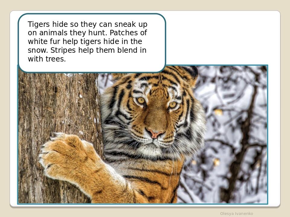 Olesya Ivanenko Tigers hide so they can sneak up on animals they hunt. Patches of white fur help tigers hide in the snow. Stripes help them blend i...