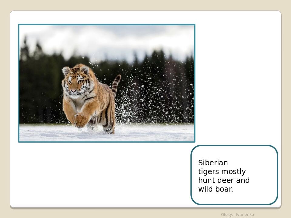 Olesya Ivanenko Siberian tigers mostly hunt deer and wild boar.
