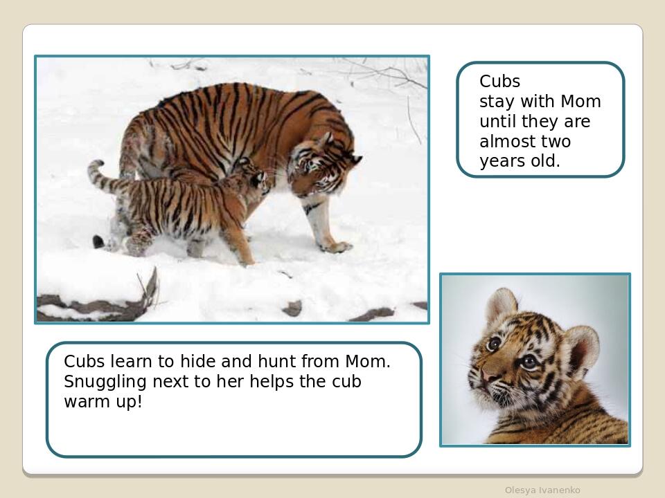 Olesya Ivanenko Cubs learn to hide and hunt from Mom. Snuggling next to her helps the cub warm up! Cubs stay with Mom until they are almost two yea...